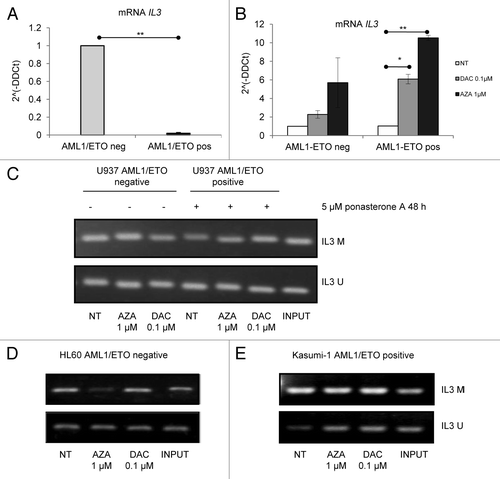 Figure 4. Effects of DNMT inhibitors AZA and DAC on mRNA expression and promoter methylation of IL3. U937-A/E-9/14/18 in the absence or the presence of 5 μM ponasterone A for 48 h, HL60, and Kasumi-1 cells were exposed to AZA and DAC for 24 h at the indicated doses. (A and B) RNA was extracted and cDNA obtained by reverse transcription; the expression of IL3 mRNA was evaluated by quantitative real-time PCR and calculated by a comparative threshold cycle method, using the Equation 2^(-ΔΔCt). (A) Relative expression of IL3 mRNA in AML1/ETO-positive/-negative cells in the absence or presence of 5 μM ponasterone A for 48 h. (B) Relative expression of IL3 mRNA in AML1/ETO-positive/-negative cells after exposure to AZA and DAC and with not treated (NT) cells. (C–E) DNA was extracted and modified by sodium bisulfite treatment, the presence of methylated (M) and unmethylated (U) IL3 promoter was evaluated by methylation specific PCR in U937-A/E-9/14/18 (C), HL60 (D), and Kasumi-1cells (E). INPUT, universal methylated (upper) and unmethylated (lower) DNA; neg, negative; pos, positive.