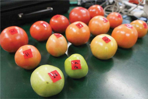 Figure 1. Tomato fruits harvested at different stages of ripeness.