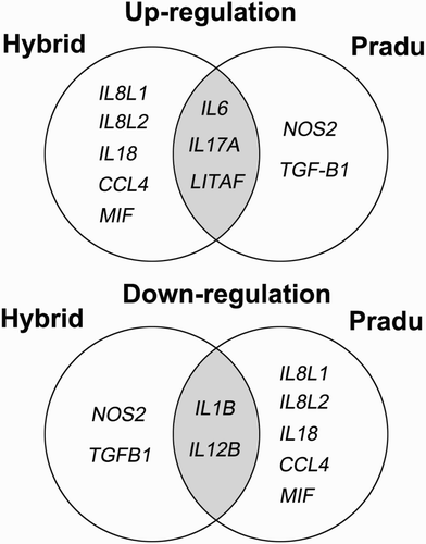 Figure 3. Venn diagram summarizes similarities and differences among up-regulated or down-regulated of gene expressions in heterophils supplemented with quercetin. As depicted, hybrid chickens are very different from Pradu chickens.