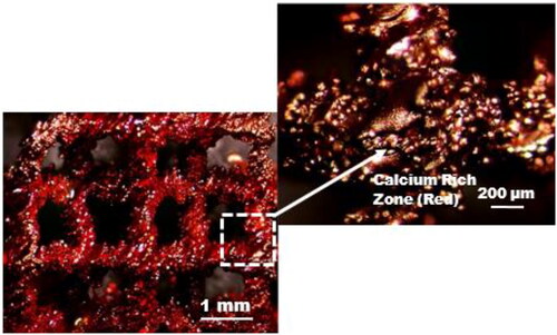 Figure 11. Low (left) and high (right) magnification optical micrographs of ARS-stained osteoblasts representing mineralisation of ECM on 3D-porous Ti-alloy mesh structure with different porosity (mesh 4 mm: porosity∼85%) after 14 days of incubation. High magnification areas are indicated by dotted squares in the low magnification images. Calcium-rich zones (red colour portion) on the structures represent the mineralised extracellular matrix. Dense mineralised ECM filling the pores on mesh structure of 2 mm and 3 mm indicate higher calcium content, in comparison to other structures [adapted from reference Citation36].