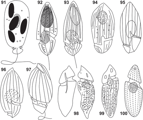 Figs 91–100. Line drawings of Katodinium nieuportense, Lebouridinium glaucum, Gymnodinium vestificii and Amphidinium extensum. Fig. 91. Katodinium nieuportense redrawn from Conrad (Citation1926). Fig. 92. Spirodinium glaucum redrawn from Lebour (Citation1917). Fig. 93. Gyrodinium glaucum redrawn from Lebour (Citation1925). Fig. 94. G. glaucum redrawn from Kofoid & Swezy (Citation1921). Fig. 95. K. glaucum redrawn from Elbrächter (Citation1979). Fig. 96. Gyrodinium glaucum redrawn from Dodge (Citation1982). Fig. 97. K. glaucum redrawn from Steidinger & Tangen (Citation1997). Fig. 98. Gymnodinium vestificii redrawn from Paulsen (Citation1908). Fig. 99. G. vestificii redrawn from Kofoid & Swezy (Citation1921). Fig. 100. Amphidinium extensum redrawn from Lebour (Citation1925).