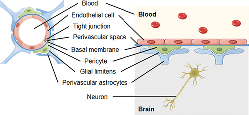 Figure 2. Anatomy and physiology of the blood-brain barrier (BBB) (By Figdraw).