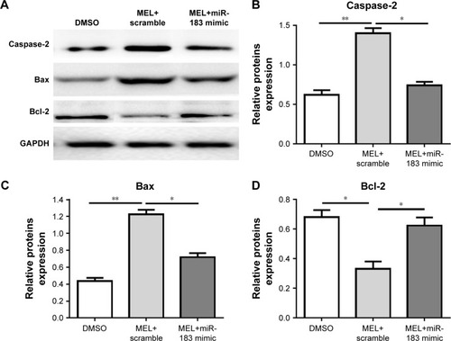 Figure 4 Effect of MEL on apoptosis-related proteins.