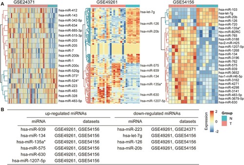 Figure 1. Identification of DEMirs in three cohort profile data sets (GSE24371, GSE49261 and GSE54156). (A) Heatmap of the DEMirs within each of these three data sets. (B) Commonly changed DEMirs in the three data sets. DEMirs, differentially expressed miRNAs.