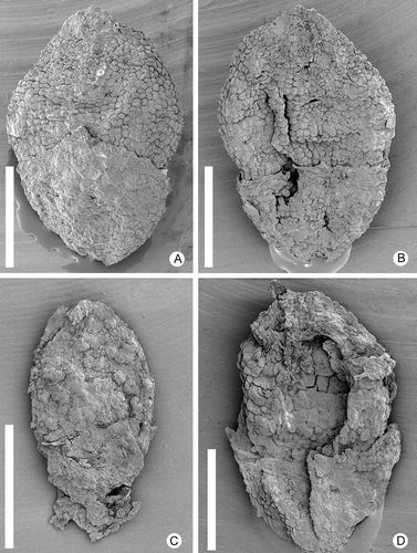 Figure 2. Zlatkocarpus brnikensis sp. nov. A–D. Detached fruits: A. With periant in basal part, F 3145; B. With perianth in basal part, opposite side of (A); C. Fruit from holotype, F 3143; D. With perianth in basal part, F 3147. Scale bars – 600 μm (C); 400 μm (A, B, D).