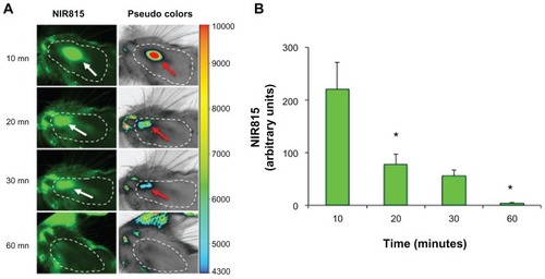 Figure 7 In vivo tracking of NIR815 human mesenchymal stem cells following intranasal injection. (A) Animals were anesthetized and head imaging was performed immediately after intranasal injection of NIR815 human mesenchymal stem cells. Scans were performed at 800 nm with laser intensity set at 7, resolution of 169 μm, and focus offset at 4 mm. Arrows within the dotted area (shaved area) indicate the transplanted cells visualized in green at 800 nm (white arrows) or in pseudocolors (red arrows) which clearly correlate with signal intensity (arbitrary units) as indicated. (B) Decrease of near-infrared labeling in 6-hydroxydopamine animals at various time points after intranasal injection.Notes: Data represent the mean ± standard deviation. *P < 0.01 versus CTR, analysis of variance.Abbreviations: NIR, near-infrared; mn, minutes.