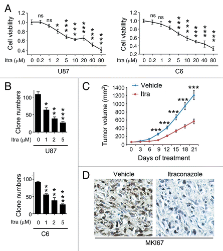 Figure 1. Itraconazole inhibits glioblastoma tumor growth. (A) U87 or C6 cells were treated with indicated concentrations of itraconazole for 36 h. Cell viability was measured by the MTT assay. The data were representative of 5 independent experiments. (B) U87 or C6 cells were consecutively treated with indicated concentrations of itraconazole for 2 wk. Cell proliferation was examined by colony formation assay. The data were representative of 3 independent experiments. (C) Nude mice with U87 subcutaneous tumor xenografts were treated with hydroxypropyl-cyclodextrin (vehicle, n = 9) or 75 mg/kg itraconazole (n = 9) twice daily by oral gavage for 3 wk. During drug treatment, tumor volumes were monitored every 3 d. (D) MKI67 expression in tumors from vehicle- or itraconazole-treated mice was examined by immunohistochemistry. Representative images of MKI67 immunohistochemistry were shown. *P < 0.05; **P < 0.01; ***P < 0.001; Itra, itraconazole.