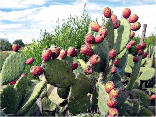 Figure 1. Opuntia ficus-indica fruit.