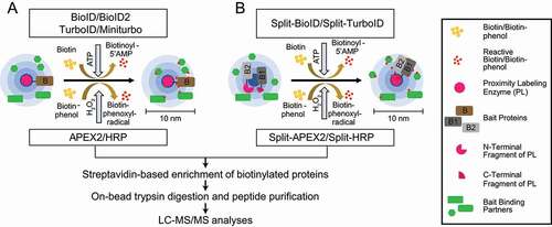 Figure 5. PL-MS approaches. (A) Biotin ligases and peroxidases generate reactive biotin/biotin-phenol intermediates, respectively, which tag proximal proteins. (B) Split variants of biotin ligases and peroxidases are used to identify proximal proteins, while two bait proteins interact to form a complex. Interactions of proteins bring the N/C terminal fragments of the ligases in close proximity allowing the formation of an active PL holo-enzyme. After cell lysis, biotinylated proteins are enriched using classical streptavidin-based enrichment prior to bottom-up LC-MS/MS analysis