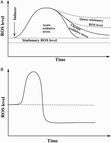 Figure 1 Time-course of ROS level at induction of oxidative stress. (A) Under normal conditions ROS steady-state level fluctuates in a certain range, but when disturbed by an oxidant it may be increased. Further, it can either quickly return into the initial corridor (acute oxidative stress), or slowly return with stabilization at a slightly higher level than under normal conditions, with inclusion of all or part of the initial steady-state level, and finally it may stabilize at a higher quasi-stationary level. (B) Perturbations of steady-state ROS level may result in its increase followed by a return either to the initial or an even lower level (modified from Ristow and SchmeisserCitation13).