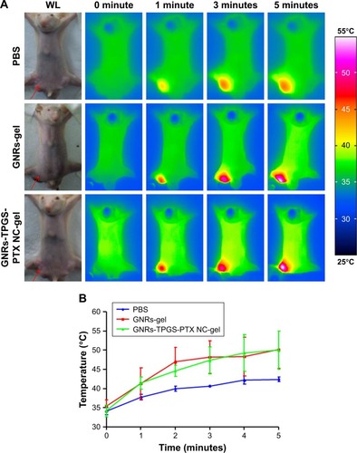 Figure 9 Infrared theamal images and average temperature changes at the tumor site over time.Notes: (A) Infrared thermal images of tumors after 808 nm laser irradiation at 0, 1, 3, and 5 minutes in PBS-, GNRs-gel-, and GNRs-TPGS-PTX NC-gel-injected mice under 2 W cm−2 irradiation (the arrows represent the location of the tumor; WL). (B) The changes of average temperature in tumor region with time during NIR laser (808 nm, 2 W cm−2) irradiation (n=2 for PBS group, n=3 for GNRs-gel and GNRs-TPGS-PTX NC-gel group).Abbreviations: GNRs, gold nanorods; NC, nanocrystal; NIR, near-infrared; PEG, polyethylene glycol; PTX, paclitaxel; TPGS, D-alpha-tocopheryl PEG 1000 succinate; WL, white light.