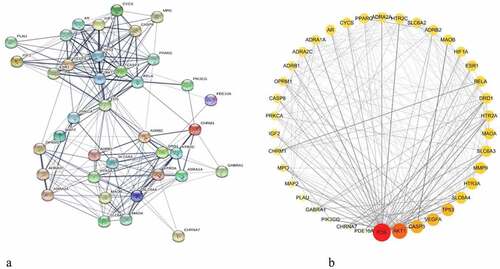 Figure 3. Protein–protein interaction (PPI) network and node network diagram in Cytoscape. (a) PPI network diagram of the common targets between BX-YYR and insomnia. (b) PPI network diagram of BX-YYR-insomnia common targets by Cytoscape.