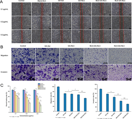 Figure 4 (A) The wound healing of different formulations. (B) The pictures of migration and invasion. (C) Wound healing rate, migration rate and invasion rate. ***P < 0.001, *P < 0.05, results were expressed as mean ± SD, n = 3.