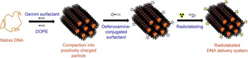 Figure 2 Schematic drawing of lipoplex assembly and radiolabeling procedures of the gene delivery nanosystem.Abbreviation: DOPE, 1,2-dioleoyl-sn-glycero-3-phosphoethanolamine.