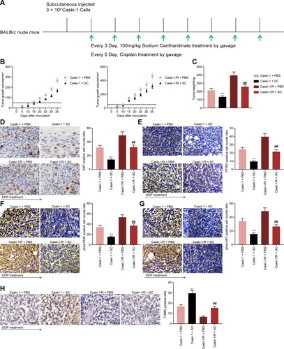 Figure 7 SC inhibits the growth as well as drug resistance of CC cells in vivo. (A) process diagram; (B) growth curves of tumors; (C) weight of tumors; (D–G) immunohistochemical staining of the number of positive cells for KI67 (D), PTPN1 (E), phos-PI3K (F), and phos-AKT1 (G) in xenograft tumors; (H), the proportion of apoptotic cells in tumors determined by TUNEL staining. The experiments were repeated at least three times. N = 6. The data are expressed as the means ± SD of three experiments. Statistical analysis was performed utilizing the one-way (panel C–H) or two-way ANOVA (panel B) test combined with Tukey’s test. **p < 0.01 vs mice injected with Caski-1 + PBS; ##p < 0.01 vs mice injected with Caski-1/R + PBS.