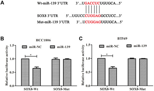 Figure 1 SOX8 is a target gene of miR-139 in TNBC cells. (A) The predicted binding sites of miR-139 and the SOX8 3ʹ-UTR region according to TargetScan. (B, C) Luciferase activity in cells following co-transfection with miR-139 mimic and luciferase reporters containing wild type (wt)- or mutated (mut)-SOX8 transcript in HCC1806 cells and BT549 cells. *P < 0.05.