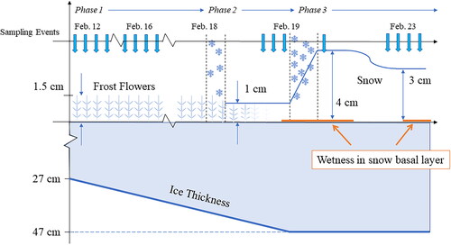 Figure 2. Time-series evolution of the snow and sea ice thickness (sketch). Sampling times are denoted with blue arrows. Snowfall events are denoted by falling snowflakes.