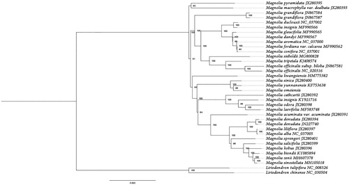 Figure 1. Maximum likelihood tree of 36 complete plastid genome of Magnoliaceae. The bootstrap values were based on 1000 replicates.