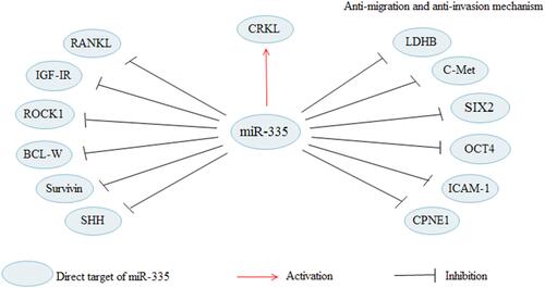 Figure 1 MiR-335 regulates cell migration and invasion in cancers through regulating various targets. By targeting RANKL, IGF-IR, ROCK1, BCL-W, Survivin, SHH, LDHB, C-Met, SIX2, OCT4, CPNE1, ICAM-1 and CRKL, miR-186 suppresses cell migration and invasion in cancers.