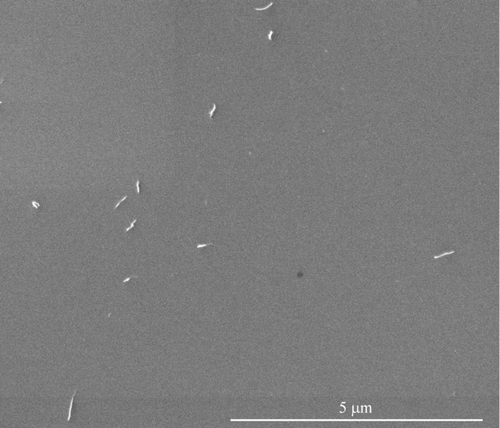 Figure 4 FIG. 4 An example of SEM images of collected MWCNTs on a silicon substrate with 75 nm mobility size (Cheaptubes).