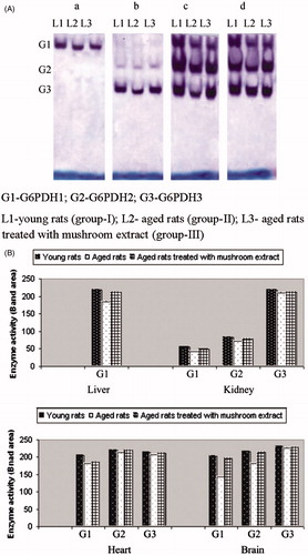 Figure 2. (A) Effect of extract of mushroom (Pleurotus ostreatus) on glucose 6-phosphate dehydrogenase (G6PDH) isozymes in (a) liver, (b) kidney, (c) heart and (d) brain tissues of aged rats. (B) Densitometric pattern of G6PDH isozymes.