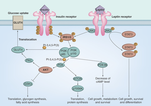 Figure 1.  Insulin and leptin signaling.AKT: Protein kinase B; GLUT4: Insulin-regulated glucose transporter of the type 4; GSK3: Glycogen synthase kinase 3; IRS1/2: Insulin receptor substrates 1 and 2; JAK2: Janus kinase-2; mTOR: Mammalian target of rapamycin; p85-PI3K and p110-PI3K: Regulatory (p85) and catalytic (p110) subunits of heterodimeric p85/p110 phosphatidylinositol 3-kinase; PDE3B: Phosphodiesterase of the subtype 3B; PDK: Phosphoinositide-dependent kinase; PI-3,4,5-P(3): Phosphatidylinositol 3,4,5-triphosphate; PKC: Protein kinase C; STAT3: Signal transducer and activator of transcription of the type 3.