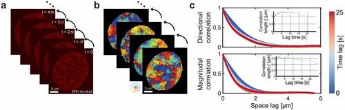 Figure 1. DFCC workflow. a) RNAP-Dendra2 stained nuclei of U2OS cells are imaged with a time interval of Δt by confocal microscopy. b) Flow fields between successive images are computed using Optical Flow. c) The spatial correlation in flow field direction (upper panel) and flow magnitude (lower panel) is computed over increasing space lags (averaged over the two spatial dimensions) and over accessible time lags (from blue to red). The spatial directional and magnitudinal correlation length, respectively, is obtained via regression to the Whittle–Matérn covariance model for every time lag (insets).