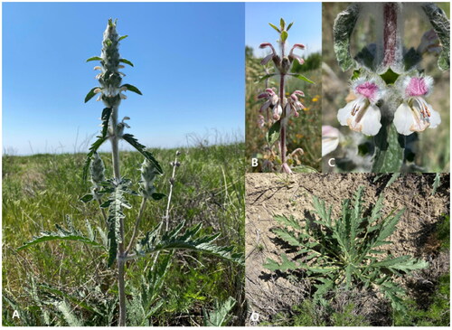 Figure 1. The morphological characteristics of P. kirghisorum. (A) Habit, (B) Inflorescence, (C) Flowers (oblong-ovate, oblong or broadly lanceolate corolla), (D) Basal leaves (pinnately parted). The photos taken by Rustam Gulomov.