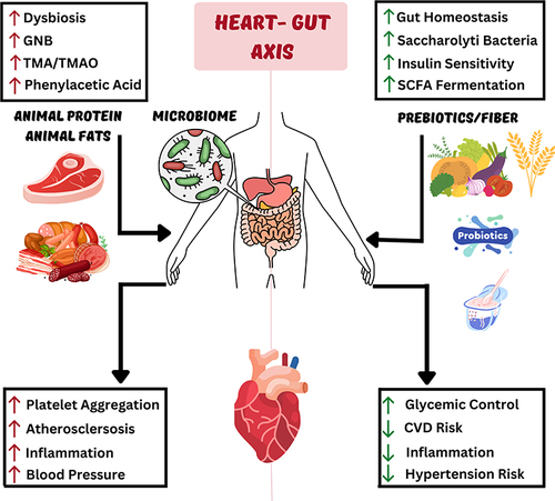 Figure 2 The Heart–Gut axis (the role of the Gut Microbiome in Cardiovascular Health).