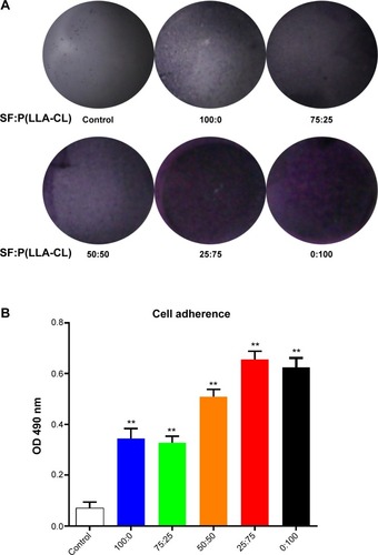 Figure 2 Cells adhering to different blend ratio nanoscaffolds.Notes: Violet crystals reflect the HCEC-B4G12 numbers and are recorded in (A). After dissolving the violet crystals in dimethyl sulfoxide, absorbance at 490 nm was measured, and the results are shown in (B). **P<0.01.Abbreviations: SF, silk fibroin; P(LLA-CL), poly(l-lactic acid-co-ε-caprolactone); OD, optical density; HCEC, human corneal endothelial cells.