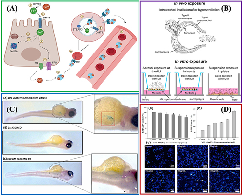 Figure 4 Biocompatibility evaluation of Fe-MOFs nanomaterials: (A) Key players in iron metabolism. Reprinted from Vogt A-CS, Arsiwala T, Mohsen M, et al. On Iron Metabolism and Its Regulation. Int J Mol Sci. 2021;22:4591. Creative Commons.Citation45 (B) In vitro and in vivo models employed to assess nano materials' toxicity. Reprinted from Loret T, Rogerieux F, Trouiller B, et al. Predicting the in vivo pulmonary toxicity induced by acute exposure to poorly soluble nanomaterials by using advanced in vitro methods. Part Fibre Toxicol. 2018;15:25. Creative Commons.Citation46 (C) Evaluation of MIL-89(Fe) toxicity on embryonic zebrafish development. Reprinted from Al-Ansari DE, Al-Badr M, Zakaria ZZ, et al. Evaluation of Metal‐Organic Framework MIL-89 nanoparticles toxicity on embryonic zebrafish development. Toxicology Reports. 2022;9:951–960. Creative Common.Citation44 (D) Effects of MIL-100(Fe) on human normal liver cells (HL-7702) cells’ viability and morphology. Reprinted from Chen G, Leng X, Luo J, et al. In Vitro Toxicity Study of a Porous Iron(III) Metal‒Organic Framework. Molecules. 2019;24(7):1211. Creative Commons.Citation47