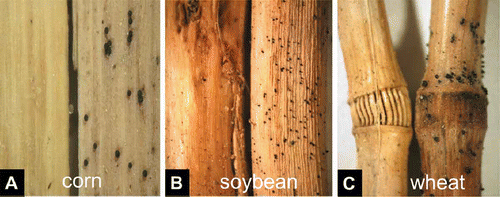 Fig. 2. Perithecial production of Gibberella zeae on residues of corn (A), soybean (B), and wheat (C) treated with CLO-1 biofungicide (left) and untreated control (right).