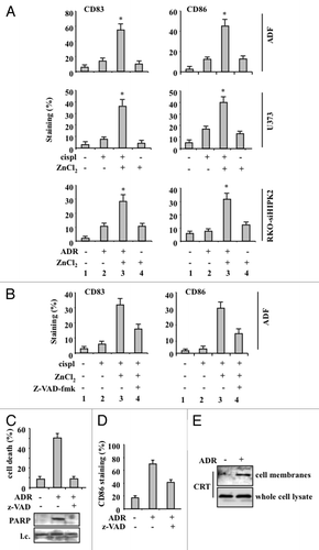 Figure 3. Chemoresistant cancer cells succumbing to chemotherapy in the presence of ZnCl2 promote dendritic cell (DC) maturation. (A) Human glioblastoma ADF cells, human glioblastoma U373 cells and colorectal carcinoma RKO-HIPK2i cells were treated with 100 μM ZnCl2 for 6 h, followed by the addition of 4 μg/mL cisplatin (cispl) (in U373 and ADF cells) or 2 μM adriamycin (ADR) (in RKO-HIPK2i cells) for 16 h. Thereafter, tumor cells were co-cultured with immature dendritic cells (DCs) for 24 h, followed by the cytofluorometric assessment of the DC maturation markers CD83 and CD86. Data from one representative experiment are reported as the mean percentage of CD83+ and CD86+ DCs ± SD *p = 0.001, as compared with untreated cells. (B) ADF cells were treated with 100 μM ZnCl2 alone or in combination with 40 μM Z-VAD-fmk for 6 h, followed by the administration of 4 μg/mL cisp for 16 h. Thereafter, cells were co-cultured with DCs and DC maturation markers assessed as in Panel A. Results from one representative experiment are shown as means ± SD (C) Upper panel: percentage of TUNEL+ wild-type (wt) RKO cells treated with 2 μM ADR for 24 h. When appropriate, 40 μM Z-VAD-fmk was added for 1 h before ADR administration. Data are reported as means ± SD. Lower panel: immunoblotting assessment of PARP cleavage in RKO cells treated with ADR alone or in combination with Z-VAD-fmk. l.c., loading control. (D) RKO cells treated as in Panel C were co-cultured with immature DCs for 24 h, followed by the cytofluorometric assessment of CD86. Data for one representative experiment are reported as the percentage of CD86+ DCs ± SD (E) Total and membrane proteins were extracted from equal amounts of RKO cells exposed to 2 μM ADR for 24 h and immunoblotted with a calreticulin (CRT)-specific antibody.