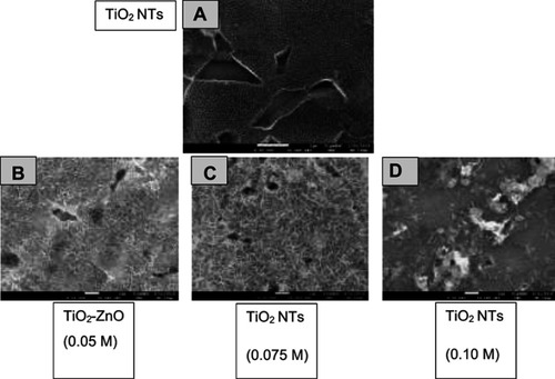 Figure S1 The resulting TiO2 NTs (A), nZnO coatings on TiO2 NTs synthesized in the presence of 0.05 M (B), 0.075 M (C), and 0.10 M (D) zinc nitrate as viewed under the high-resolution scanning electron microscopy.