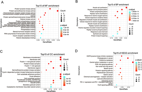 Figure 2 GO and KEGG analysis of AM targets for colon cancer. (A-C) The top 15 significant enriched terms by GO functional enrichment analysis were shown at MF level, BP level and CC level. (D) The top 15 significant KEGG pathways were exhibited.