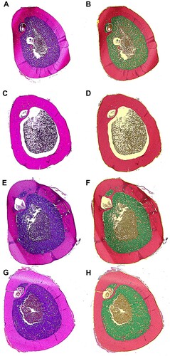 Figure 1. Representative slices of the tibiotarsus of all treatment groups. (A + B) layer line G11, control hen (group C), (C + D) layer line G11, hen treated with deslorelin acetate (group S), (E + F) layer line G11, hen treated with oestradiol-17ß (group E), (G + H) layer line G11, hen treated with deslorelin acetate and oestradiol-17ß (group SE). Left side: histopathologic slices, (H & E) staining; right side: pseudocoloured images after processing with halo imaging software, red: cortical bone, green: medullary bone, brown: bone marrow.