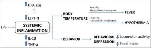 Figure 5. Physiological responses to systemic inflammation. Scheme summarizing changes in body temperature, behavior and secreted factors after LPS-induced inflammation as well as the leptin's role in the recovery of febrigenic or hypothermic processes.