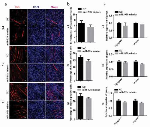 Figure 3. miR-92b-3p mimics did not affect C2C12 cell differentiation. (a) Immunofluorescence of C2C12 cells 3, 5, and 7 d after transfected with miR-92b-3p mimics. miR-92b-3p mimics did not change the number of myosin-positive cells. (b) The quantified data of myosin positive cell in Figure3a. (c) qPCR results of myogenin and myosin. miR-92b-3p mimics did not change myogenin and myosin mRNA level. All experiments were repeated three times, and results are presented as mean ± S.E.M