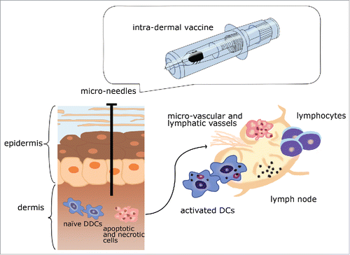 Figure 2. A pictorial scheme of the different mechanism at the basis of the action of intra-dermal vaccines. Abbreviations: DCs: dendritic cells; DDCs: dermal dendritic cells.