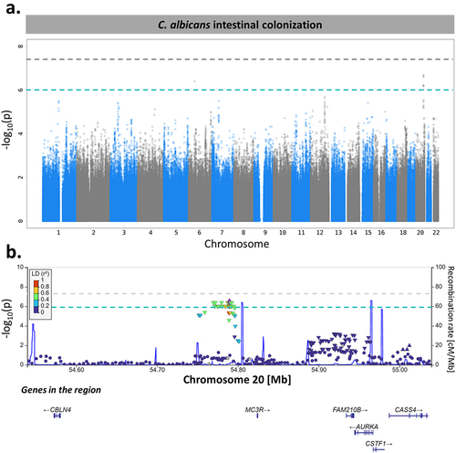Figure 6. MC3R locus is associated with C. albicans intestinal colonization susceptibility. (a). Manhattan plot of single-nucleotide polymorphisms (SNPs) associated with C. albicans intestinal colonization susceptibility, identified by the genome-wide association study (GWAS) conducted on the 695 subjects of Milieu Intérieur. The x-axis represents the chromosomal position, and the y-axis represents the -log10(p-values) associated with each SNP. The green line represents the suggestive threshold for association (p-value <1.00 × 10−6). The gray line represents a threshold of 5.00 × 10−8. (b). Regional association plot for the C. albicans intestinal colonization-associated SNP, rs2870723 (purple diamond). Each dot represents a SNP, the color of the dots corresponds to the linkage disequilibrium of the neighboring SNPs with the top SNP. The x-axis represents the chromosomal position, the left y-axis represents the -log10(p-values) associated with each SNP (dots) and the right y-axis represents the recombination rate (blue line) occurring in each position of the locus.