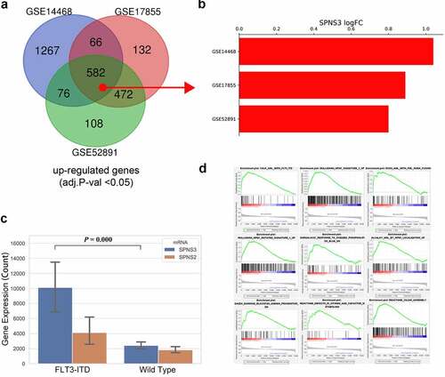 Figure 5. Identification of the FLT3-ITD mutation as an important regulator of SPNS3 expression. a. 582 upregulated genes (adj.P-val<0.05) in FLT3-ITD-positive AML were selected after the venn analysis of three GEO datasets (GSE14468, GSE17855, and GSE52891). b. Log2 value of the fold-change in SPNS3 expression indicated a consistently high expression of SPNS3 in FL3-ITD-positive AML in the above mentioned three datasets. c. Analysis of gene expression in the TARGET database showed that SPNS3 expression was significantly high in FLT3-ITD-positive AML samples whereas there was no apparent intergroup difference in SPNS2 expression. D. The AML samples with high SPNS3 expression in the TARGET database tended to be enriched with FLT3-ITD mutations on the GSEA