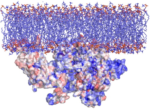 Figure 3. Orientation of GIVA cPLA2 in a lipid bilayer according to DXMS data. The description of the hydrophobic areas (red) of the protein surface was produced by the GIST tool. These areas penetrate the membrane and this is in accordance with the DXMS data.