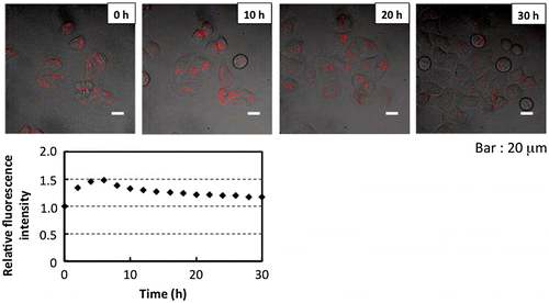 Figure 11. Distribution of R8-PMBN/PLA/QD nanoparticles in the cells during cell proliferation (upper panel) and relative fluorescence intensity of total microscope area (lower panel). (Reproduced from [102].)