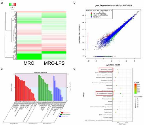 Figure 5. The expression profile and function annotation of distinct mRNAs in LPS-induced and non-induced MRC-5 cells. (a) Based on sequencing results, hierarchical clustering analysis showed the differential mRNAs between MRC-5-NC and MRC-5-LPS groups. (b) Scatterplots of the differential mRNAs in LPS-induced and non-induced MRC-5 cells. Red, green, and blue dots indicate the upregulated, downregulated, and unchanged mRNA, respectively. (c) The GO analysis of the differential mRNAs. (d) Top 20 KEGG pathways were enriched by the differential mRNAs