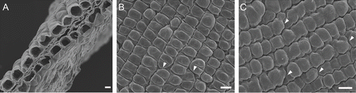 Figure 2. Scanning electron micrographs of petal of Lysimachia arvensis. (A) Transverse section (scale bar: 5 μm), (B) adaxial epidermis and (C) abaxial epidermis (scale bar: 10 μm) consisting of multi-micro-papillae arranged in elongated cells, as indicated by arrows at the edges of cells.