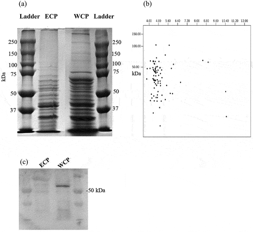 Figure 1.  Analysis of the proteome of A. defectiva secretome. (a) SDS-PAGE gel showing protein bands from secretome/extracellular proteins (ECP) and whole cell protein preparations (WCP). (b) Protein sequences from LC-MS analysis of the secretome were analyzed by an in silico 2DE tool and (c) Western blot analysis showing the absence of the cytoplasmic marker protein FtsZ in the secretome and whole cell protein preparations.