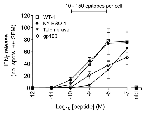 Figure 4. T-cell response to peptide pulsed T2 cells as determined by interferon γ release. ELIPOST assays were used to measure the level of T-cell activation, assessed in terms of interferon γ (IFNγ) release, in response to T2 cells presenting varying levels of epitopes. CD8+ and CD4+ T cells were isolated from peripheral blood mononuclear cells and transduced with wild-type TCRs specific for NY-ESO-1-, gp100-, telomerase reverse transcriptase (TERT)-, and Wilms’ tumor 1 (WT1)-derived peptides. T2 cells were pulsed with antigenic peptides in concentrations ranging from 10−7 to 10−12 M. A control was performed in each case using non-transduced (ntd) T cells and a peptide concentration of 10−7 M. The bar above the graph indicates the peptide concentration range in which physiological numbers of epitopes are presented.