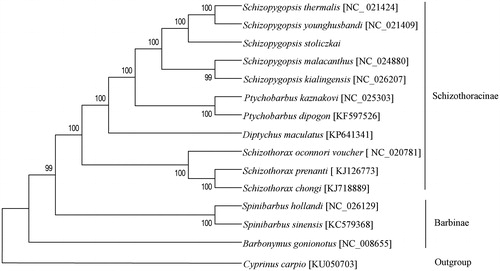 Figure 1. The consensus phylogenetic relationship of S. stoliczkai with 13 closely related species. Bootstrap support is indicated at nodes. GenBank accession numbers are indicated in brackets.