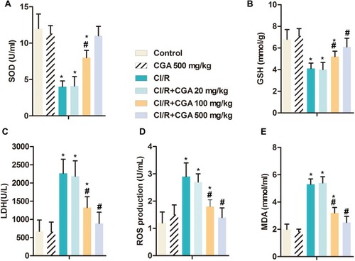 Figure 3 CGA alleviates oxidative stress induced by CI/R in rats. Rats were randomly divided into six groups with ten in each group: Control group, CGA group; CI/R group; CI/R + CGA (20 mg·kg−1) group; CI/R + CGA (100 mg·kg-1) group; CI/R + CGA (500 mg·kg-1) group. (A) SOD. (B) GSH. (C) LDH. (D) ROS production. (E) MDA. *p<0.05 vs control group; #p<0.05 vs CI/R group.
