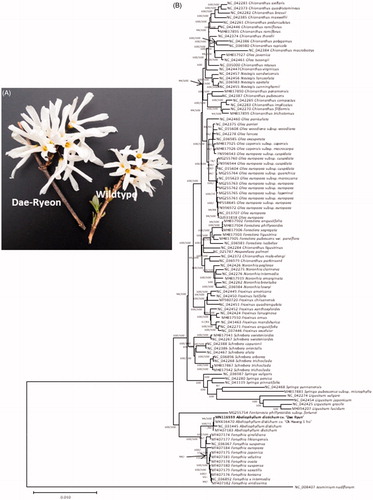 Figure 1. (A) Picture of flowers of Dae Ryun and wildtype of A. distichum. (B) Neighbor joining (bootstrap repeat is 10,000) and maximum likelihood (bootstrap repeat is 1,000) phylogenetic trees of 108 Oleaceae chloroplast genomes: Abeliophyllum distichum (MN116559, MN116559, NC_031445, and MF407183), Chionanthus axillaris (NC_042281), Chionanthus quadristamineus (NC_042373), Chionanthus brassii (NC_042282), Chionanthus maxwellii (NC_042385), Chionanthus pedunculatus (NC_042261), Chionanthus ramiflorus (NC_042446 and MH817895), Chionanthus thorelii (NC_042374), Chionanthus polygamus (NC_042386), Chionanthus rupicola (NC_036980), Chionanthus macrobotrys (NC_042384), Olea javanica (MH817927), Olea tsoongii (NC_042461), Chionanthus retusus (NC_035000), Chionanthus virginicus (NC_042447), Nestegis sandwicensis (NC_042457), Nestegis lanceolata (NC_042456), Nestegis apetala (NC_036983), Nestegis cunninghamii (NC_042455), Chionanthus panamensis (MH817890), Chionanthus pubescens (NC_042387), Chionanthus compactus (NC_042269), Chionanthus implicatus (NC_042283), Chionanthus filiformis (NC_042270), Chionanthus trichotomus (MH817899), Olea paniculata (NC_042460), Olea perrieri (NC_042375), Olea woodiana subsp. woodiana (NC_015608), Olea lancea (NC_042278), Olea exasperata (NC_036985), Olea capensis subsp. capensis (MH817925), Olea capensis subsp. macrocarpa (MH817926), Olea europaea subsp. cuspidata (FN996943, MG255760, FN996944, and NC_015604), Olea europaea subsp. guanchica (MG255764), Olea europaea subsp. maroccana (NC_015623), Olea europaea subsp. europaea (MG255763, MG255762, MG255761, HF558645 and FN996972), Olea europaea subsp. laperrinei (MG255765), Olea europaea (NC_013707, GU931818), Forestiera angustifolia (MH817902), Forestiera phillyreoides (MH817904), Forestiera segregata (MH817906), Forestiera ligustrina (MH817903), Forestiera pubescens var. parviflora (MH817905), Forestiera isabelae (NC_036981), Chionanthus ligustrinus (NC_042284), Hesperelaea palmeri (NC_025787), Chionanthus mala-elengi (NC_042372), Chionanthus parkinsonii (NC_036979), Noronhia peglerae (NC_042426), Noronhia clarinerva (NC_042275), Noronhia intermedia (NC_042276), Noronhia emarginata (MH817919), Noronhia brevituba (NC_042262), Noronhia lowryi (NC_036984), Fraxinus americana (NC_042449), Fraxinus latifolia (NC_042450), Fraxinus chiisanensis (MF980720), Fraxinus quadrangulata (NC_042451), Fraxinus xanthoxyloides (NC_042452), Fraxinus lanuginosa (NC_042424), Fraxinus ornus (MH817910), Fraxinus mandshurica (NC_041463), Fraxinus angustifolia (NC_042271), Fraxinus excelsior (NC_037446), Schrebera swietenioides (MH817941 and NC_042267), Schrebera capuronii (NC_042388), Schrebera orientalis (NC_042266), Schrebera alata (NC_042467), Schrebera arborea (NC_036986), Schrebera trichoclada (NC_042268, MH817867 and MH817942), Syringa vulgaris (NC_036987), Syringa persica (NC_042280), Syringa pinnatifolia (NC_041119), Syringa yunnanensis (NC_042468), Syringa pubescens subsp. microphylla (MH817881), Ligustrum vulgare (NC_042274), Ligustrum japonicum (NC_042454), Ligustrum gracile (NC_042425), Ligustrum lucidum (MH394207), Fontanesia phillyreoides subsp. fortunei (MG255754), Forsythia giraldiana (MF407174), Forsythia likiangensis (MF407177), Forsythia suspensa (NC_036367, MF407180), Forsythia europaea (MF407184), Forsythia japonica (MF407175), Forsythia velutina (MF407181), Forsythia ovata (MF407178), Forsythia saxatilis (MF407179), Forsythia koreana (MF407176), Forsythia x intermedia (NC_036982), Forsythia viridissima (MF407182), and Jasminum nudiflorum (NC_008407) as an outgroup. Phylogenetic tree was drawn based on neighbor joining tree. The numbers above branches indicate bootstrap support values of neighbor joining and maximum likelihood phylogenetic trees, respectively.